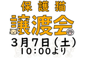 今週末の土曜日/保護猫譲渡会