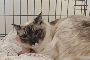 譲渡会/モデルハウスにて